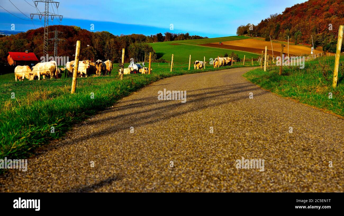 Paysage d'automne vallonné avec un chemin, vaches de râtres, arbre de forêt coloré, prairies et champs d'agriculture, Aalen, Alb de Souabe, Allemagne Europe, Voyage Banque D'Images