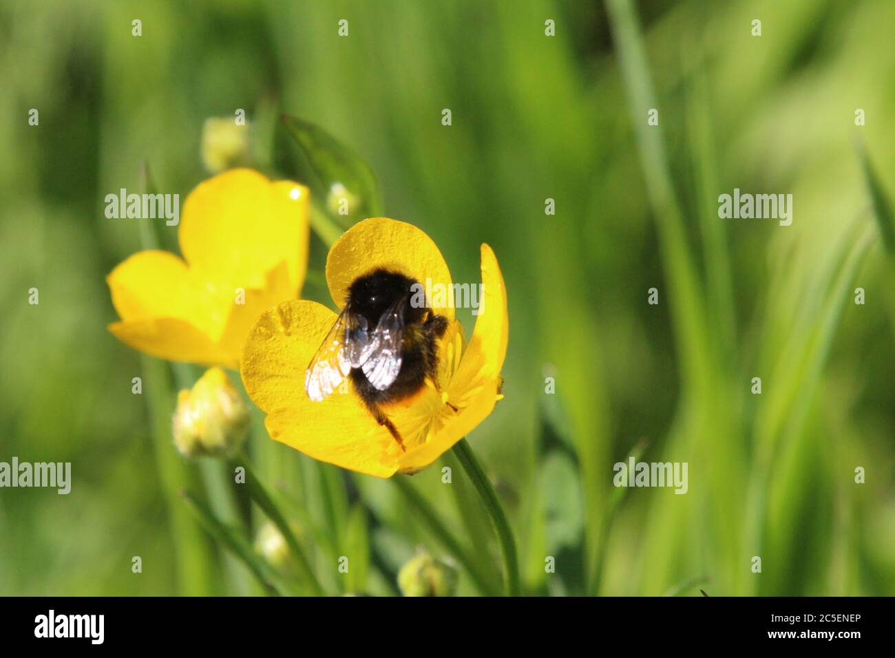 Abeille à queue rouge dans une coupe de beurre, pays de Galles, Royaume-Uni Banque D'Images