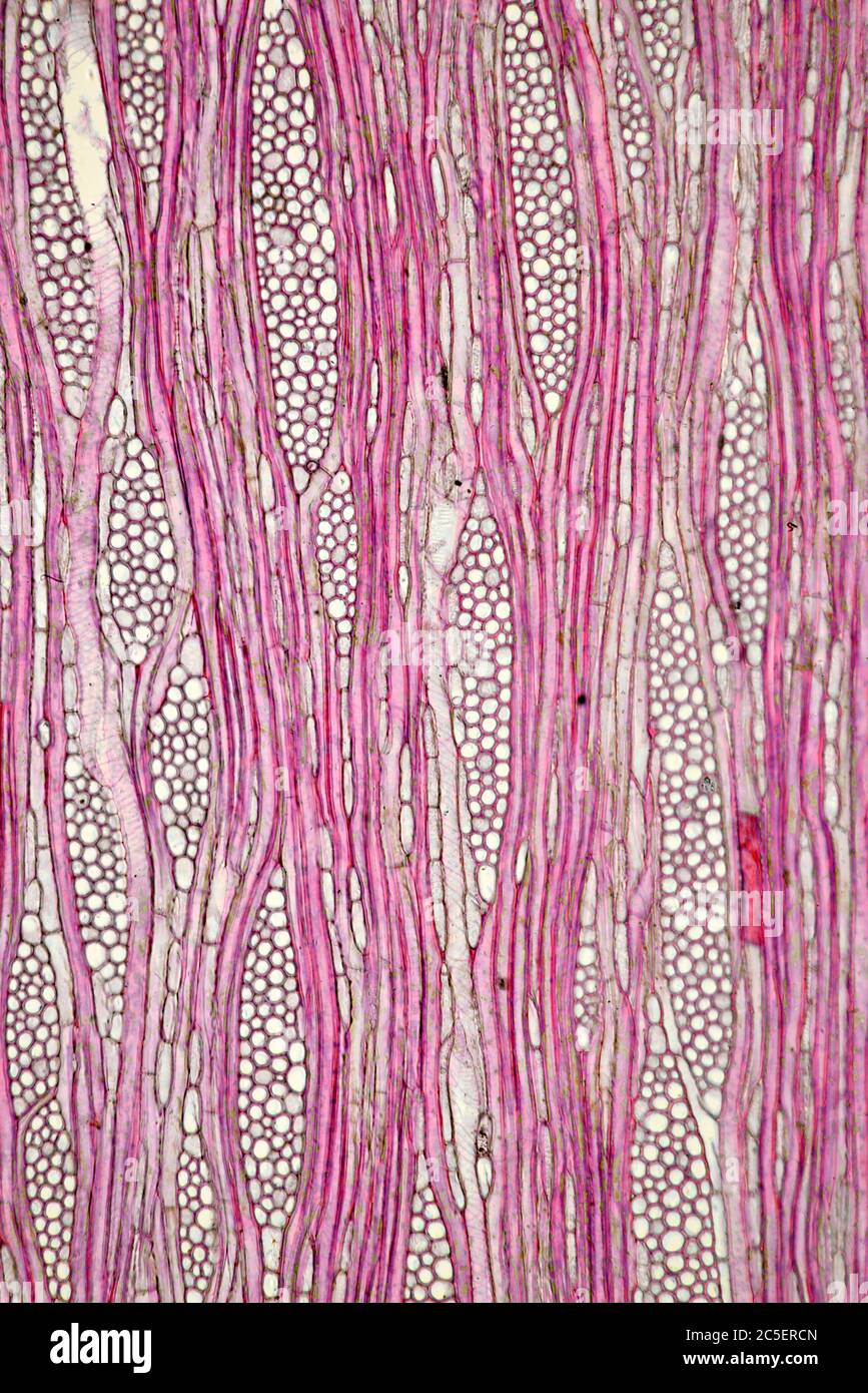 Ilex aquafolia Linn, détail de tige Holly, photomicrographe à fond clair Banque D'Images