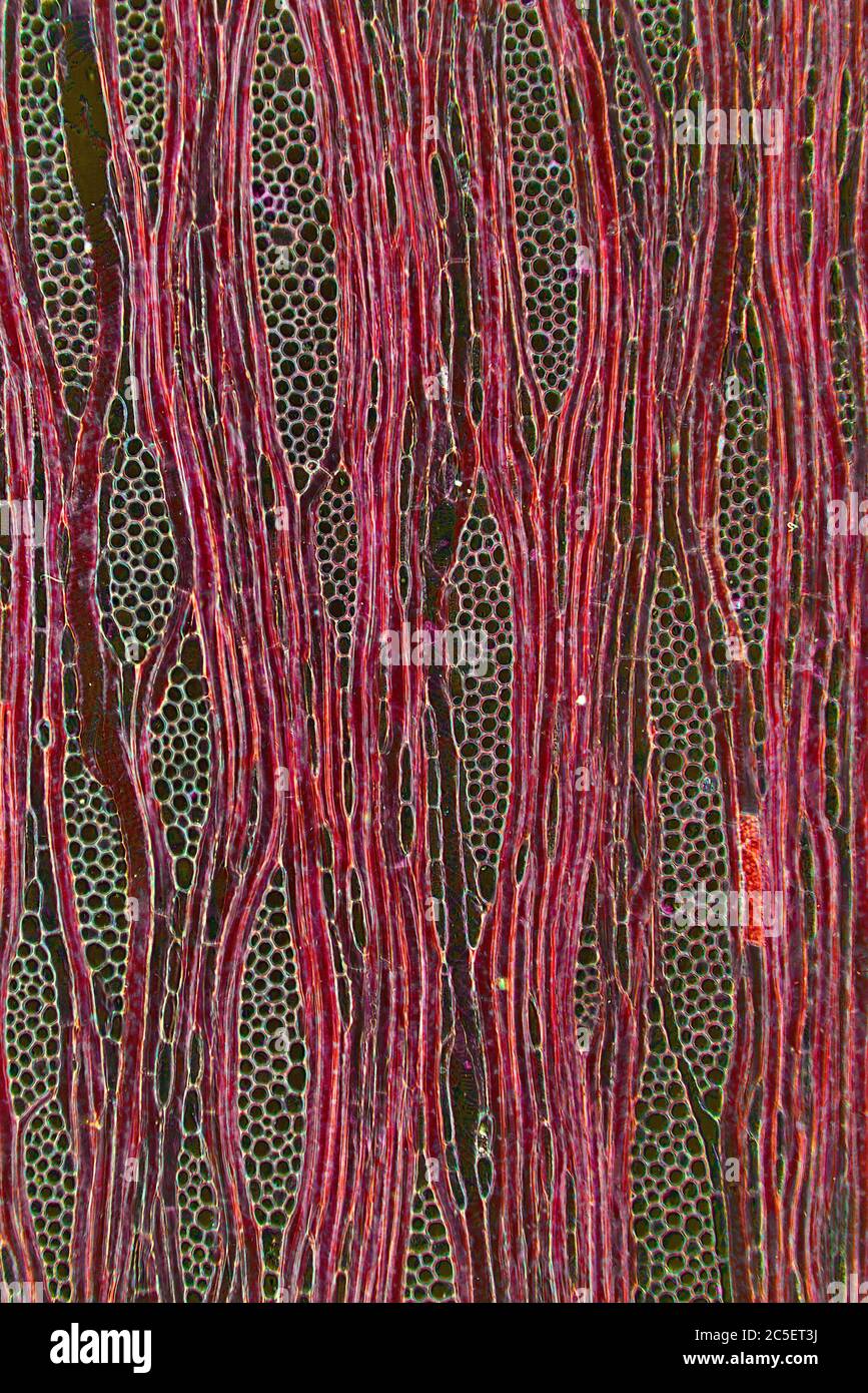 Photomicrographe à fond noir, montrant la structure cellulaire de la tige, Ilex aquafolia Linn, Holly Banque D'Images