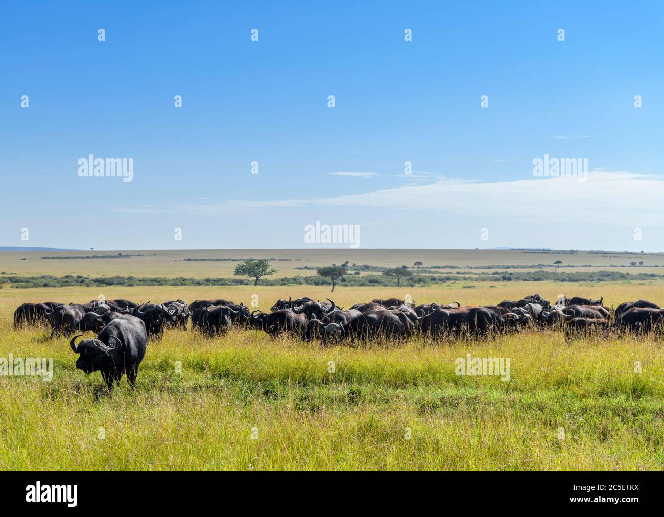 Buffalo. Troupeau de buffles africains ou de buffles du Cap (Syncerus caffer), réserve nationale de Masai Mara, Kenya, Afrique Banque D'Images