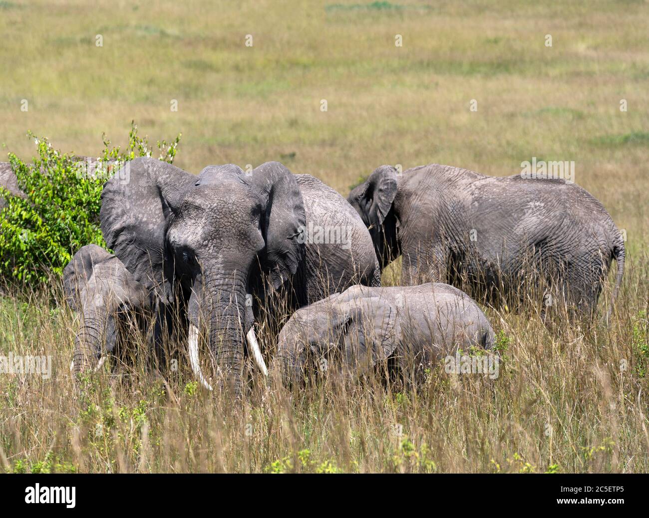 Éléphant de brousse africain (Loxodonta africana). Famille des éléphants d'Afrique, réserve nationale de Masai Mara, Kenya, Afrique de l'est Banque D'Images