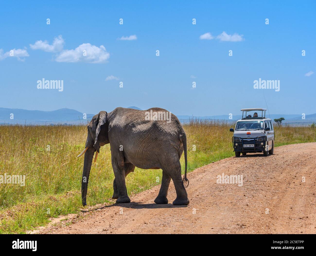 Éléphant de brousse africain (Loxodonta africana). Éléphant d'Afrique traversant la route devant un van safari, réserve nationale de Masai Mara, Kenya, Afrique de l'est Banque D'Images