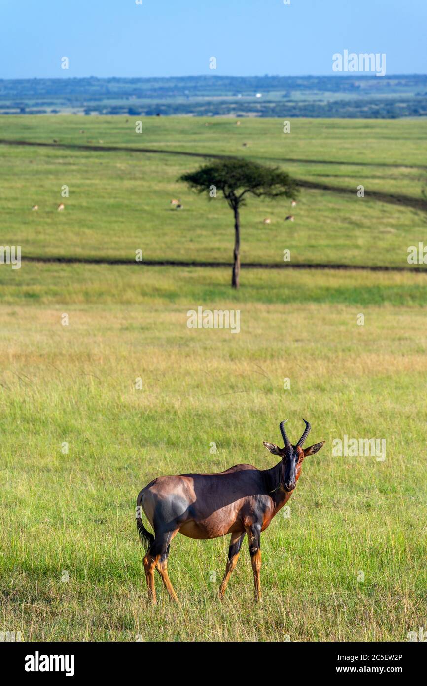 Topi (Damaliscus lunatus jimela). Lone Topi dans un paysage africain, réserve nationale de Masai Mara, Kenya, Afrique Banque D'Images
