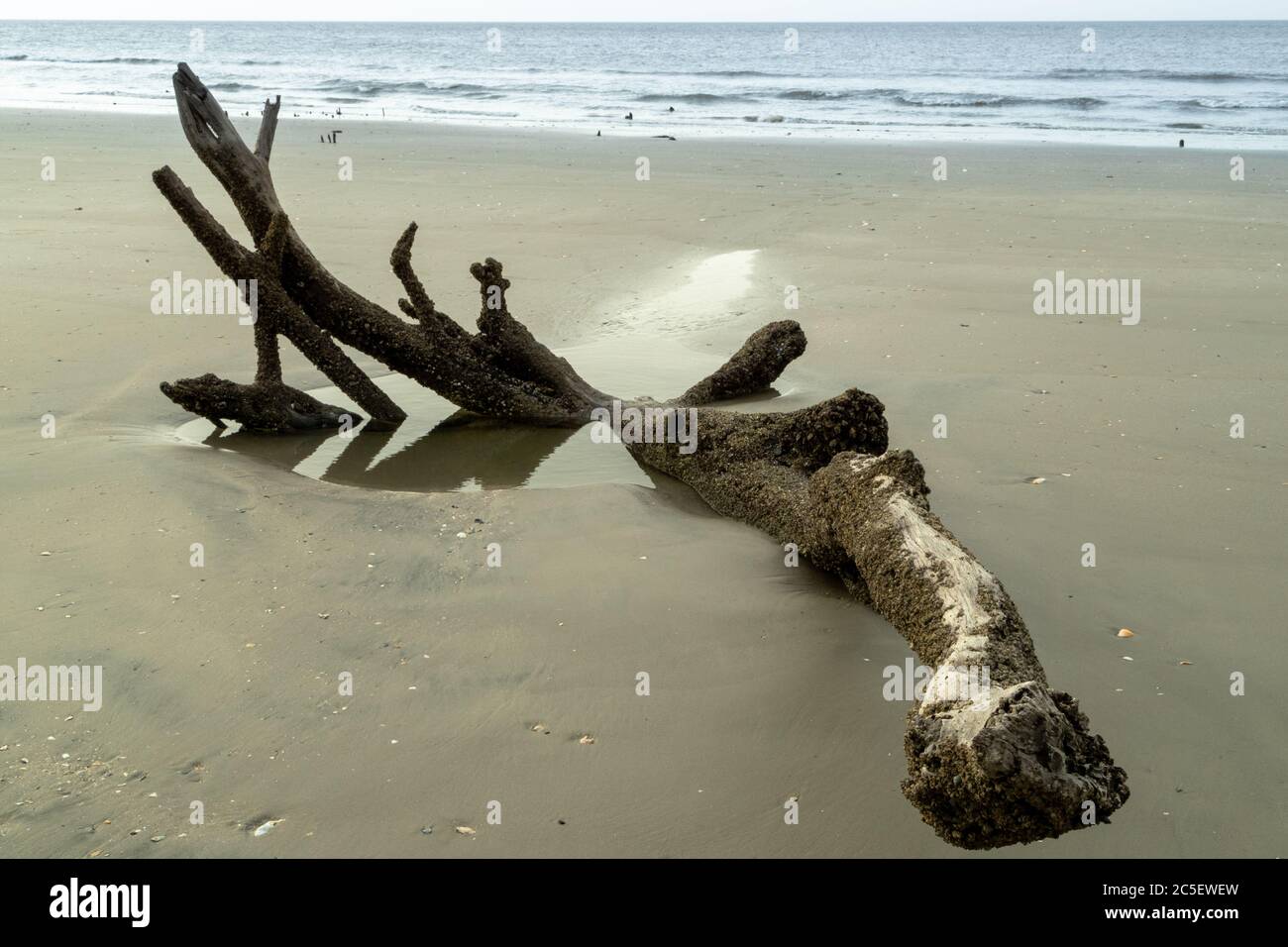 Driftwood sur la plage pendant le Tide bas à Driftwood Beach à Edisto en Caroline du Sud Banque D'Images