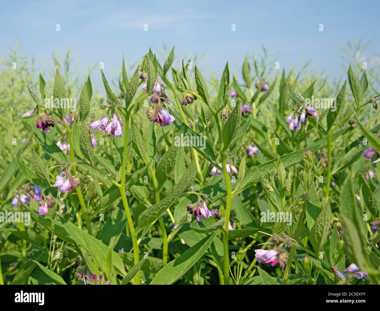Floraison lungwort, Pulmonaria officinalis, dans la nature Banque D'Images
