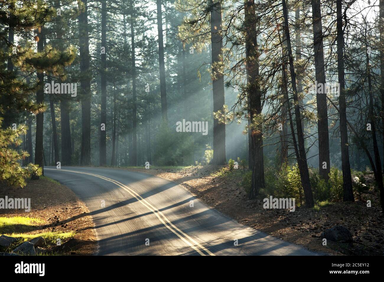 Tôt le matin, lumière du soleil dans les forêts de Mariposa Grove, parc national de Yosemite, Californie, États-Unis Banque D'Images