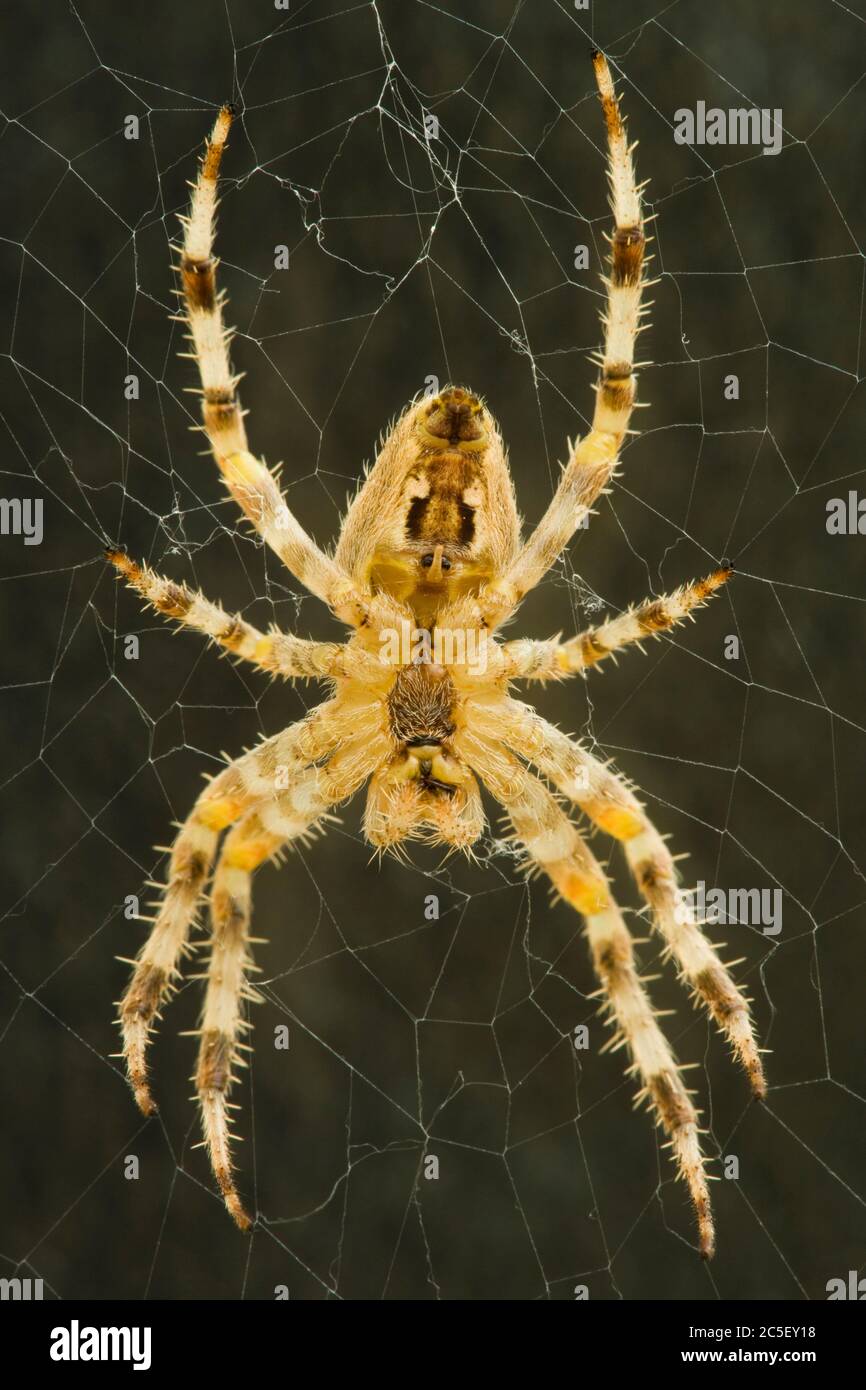 Araignée DIAdem, Araneus diadematus. Banque D'Images