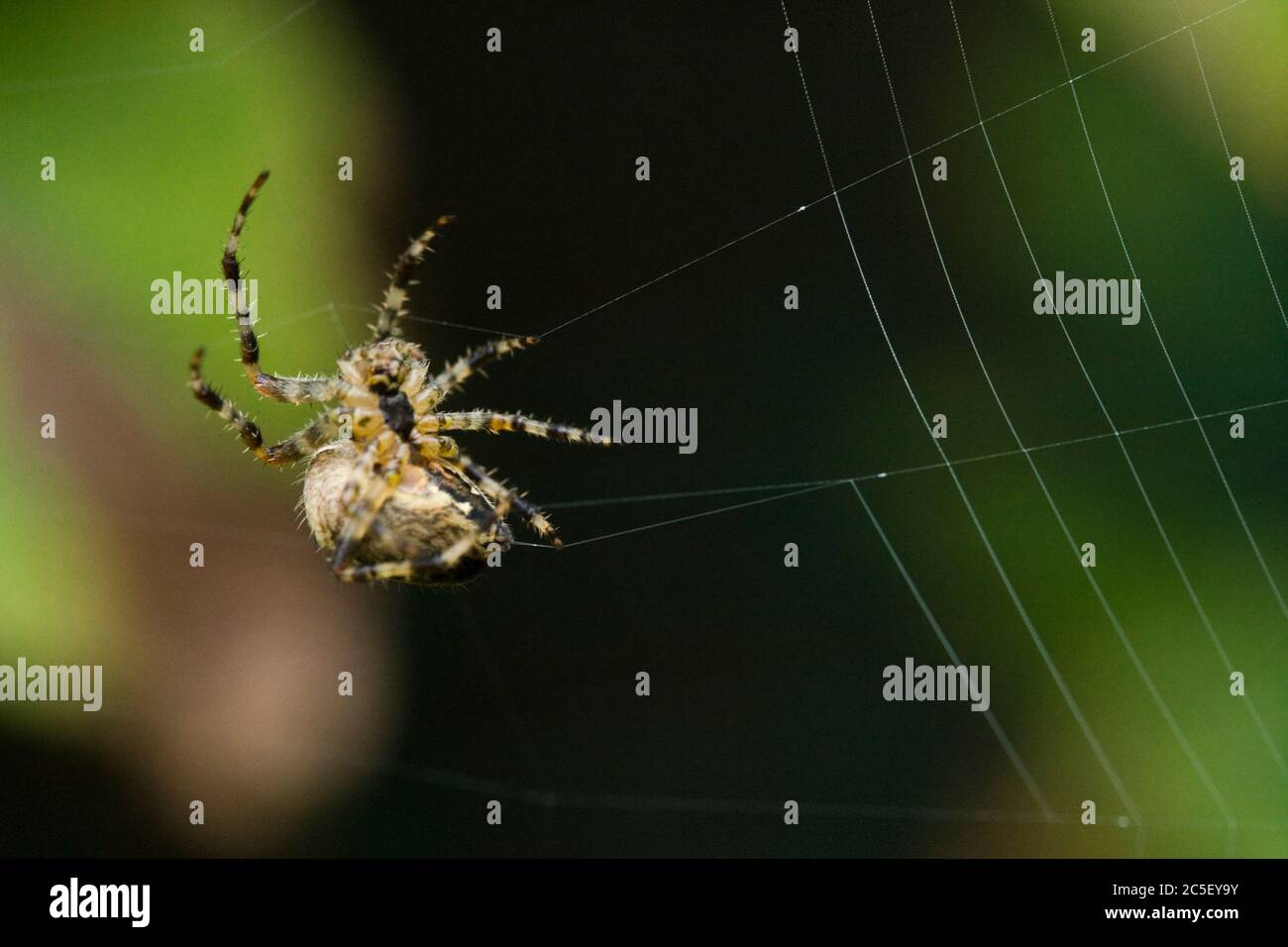 Araignée DIAdem, Araneus diadematus, construisant une bande orbe. ROYAUME-UNI. Banque D'Images