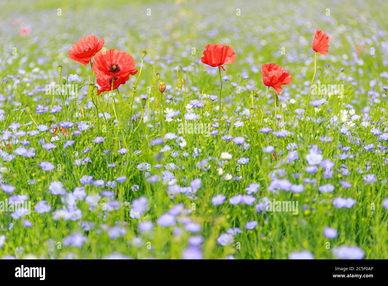 Printemps. Coquelicots dans un champ de fleurs bleues. Pouilles, Italie.couleurs printanières dans la campagne en début de matinée. Banque D'Images