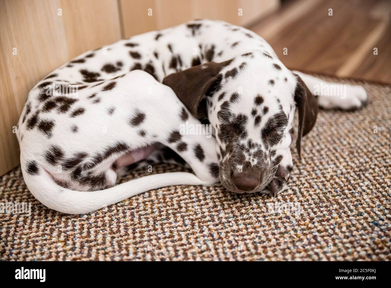 Chiot Relaxant Banque d'image et photos Alamy