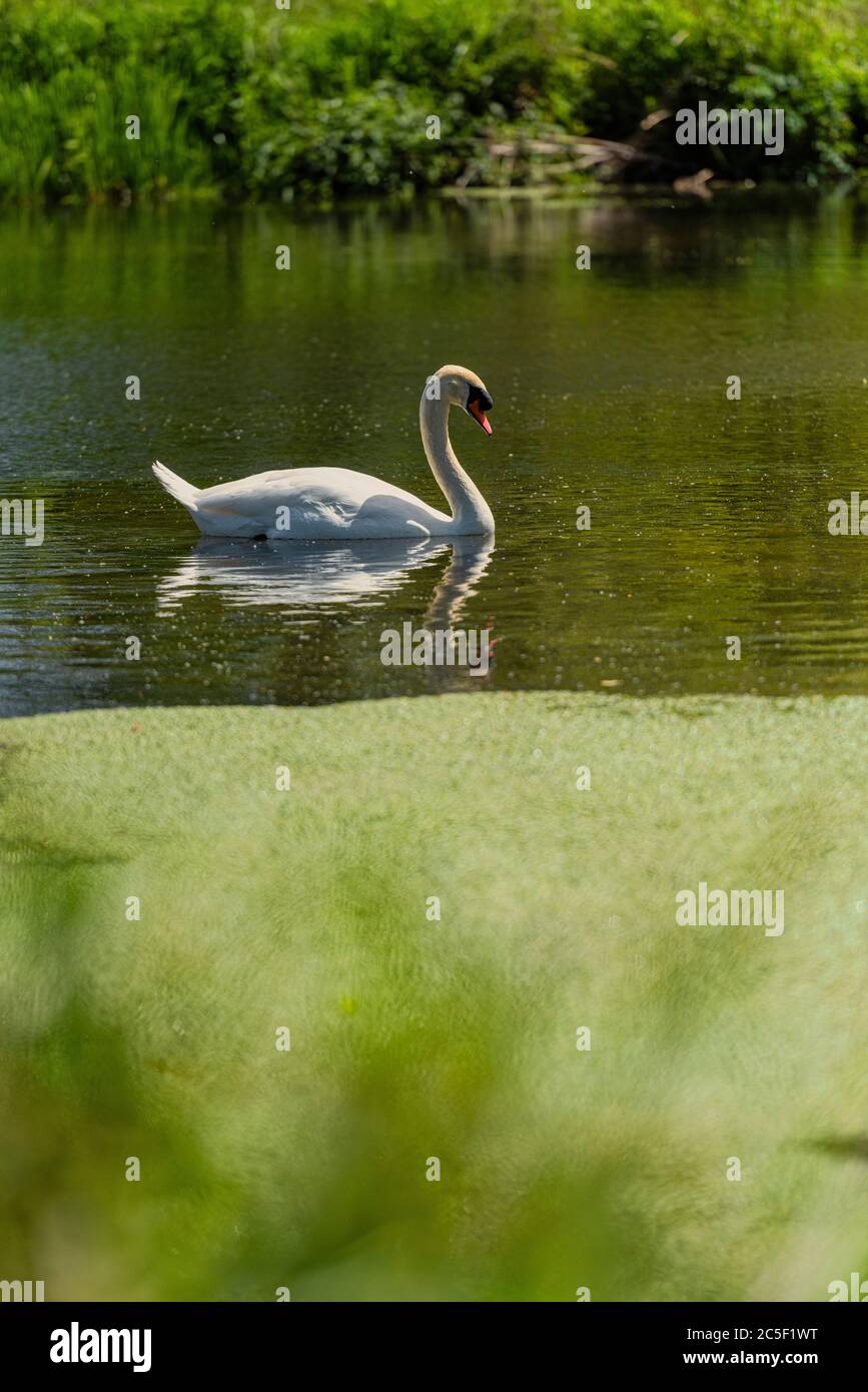 Swan dans Footscray Meadow Park dans le Kent, Angleterre Banque D'Images