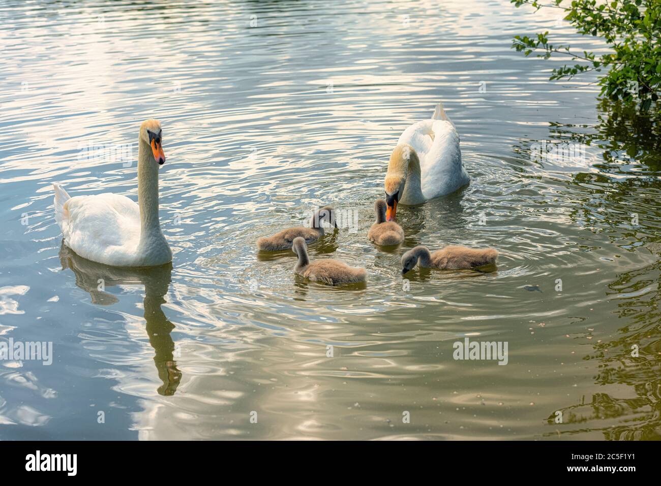 Cygnes et leurs cygnets au parc national Haysden à Tonbridge, Kent Banque D'Images