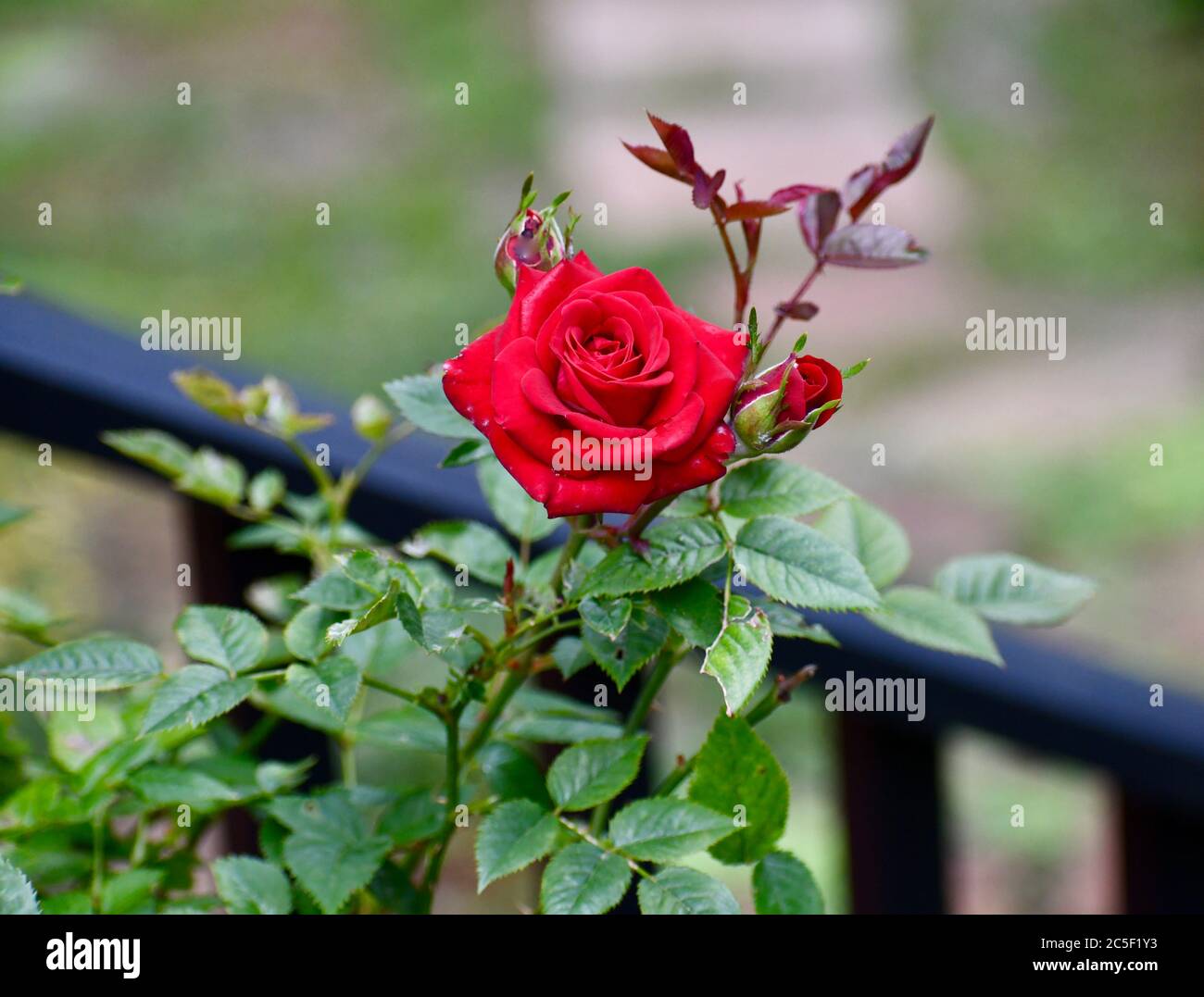 Fleur rose rouge Banque D'Images