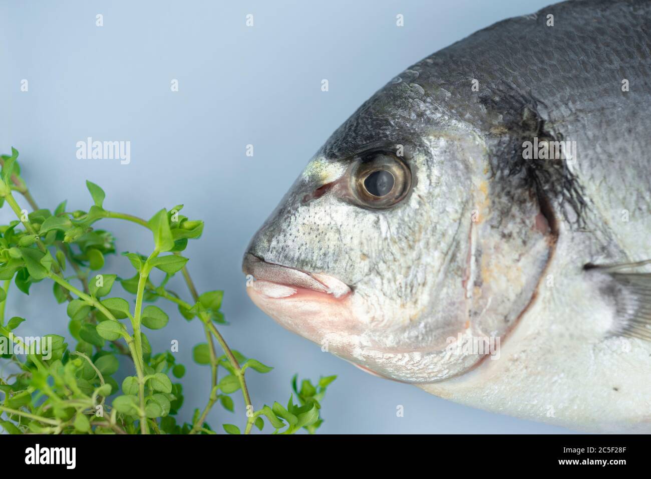 Le poisson Dorado se trouve sur un fond bleu Banque D'Images