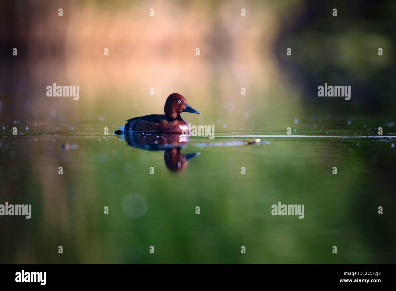 Canard nageant. Fond vert du lac. Oiseau : canard ferrugineux. Aythya nyroca. Banque D'Images