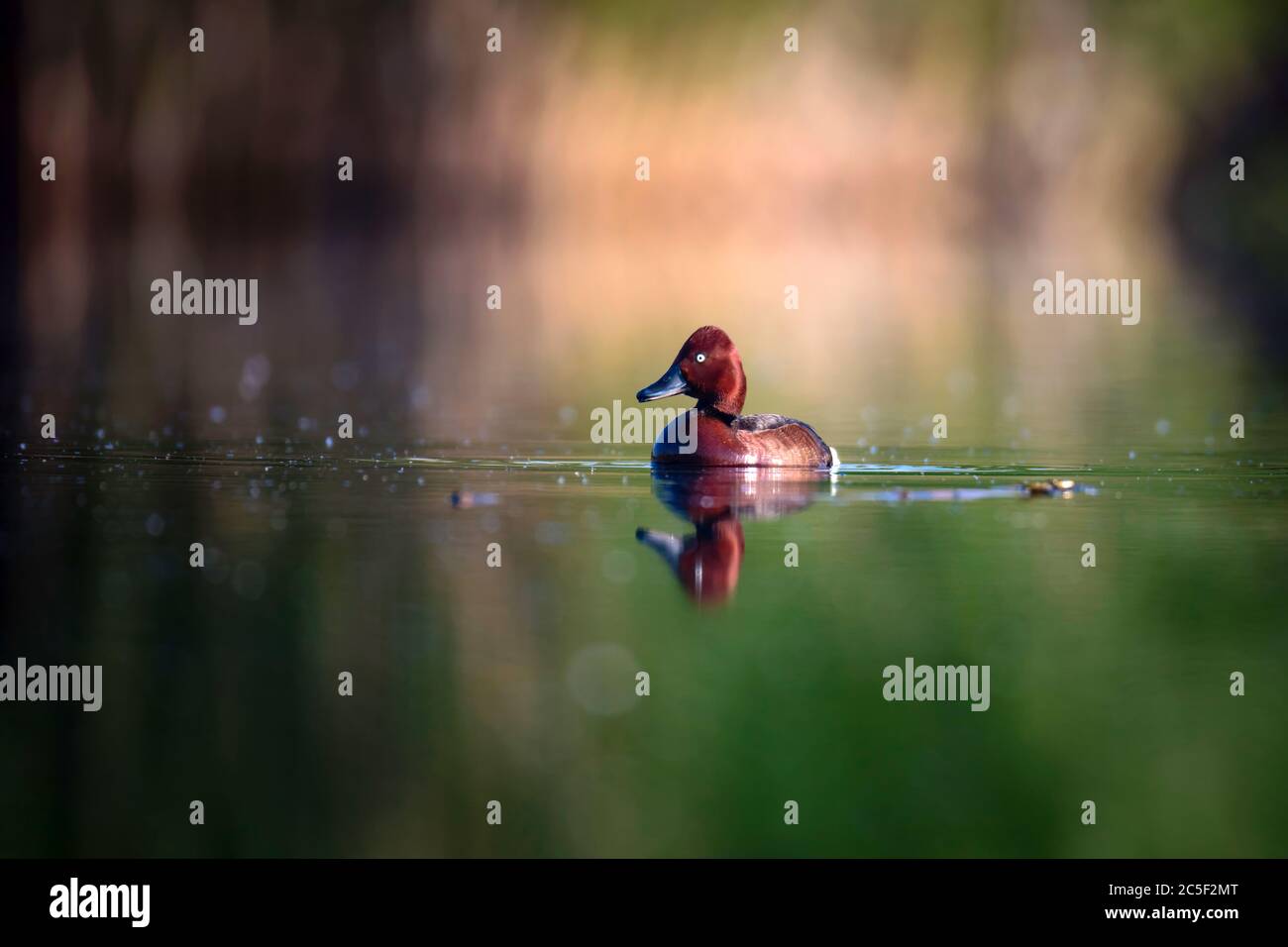 Canard nageant. Fond vert du lac. Oiseau : canard ferrugineux. Aythya nyroca. Banque D'Images