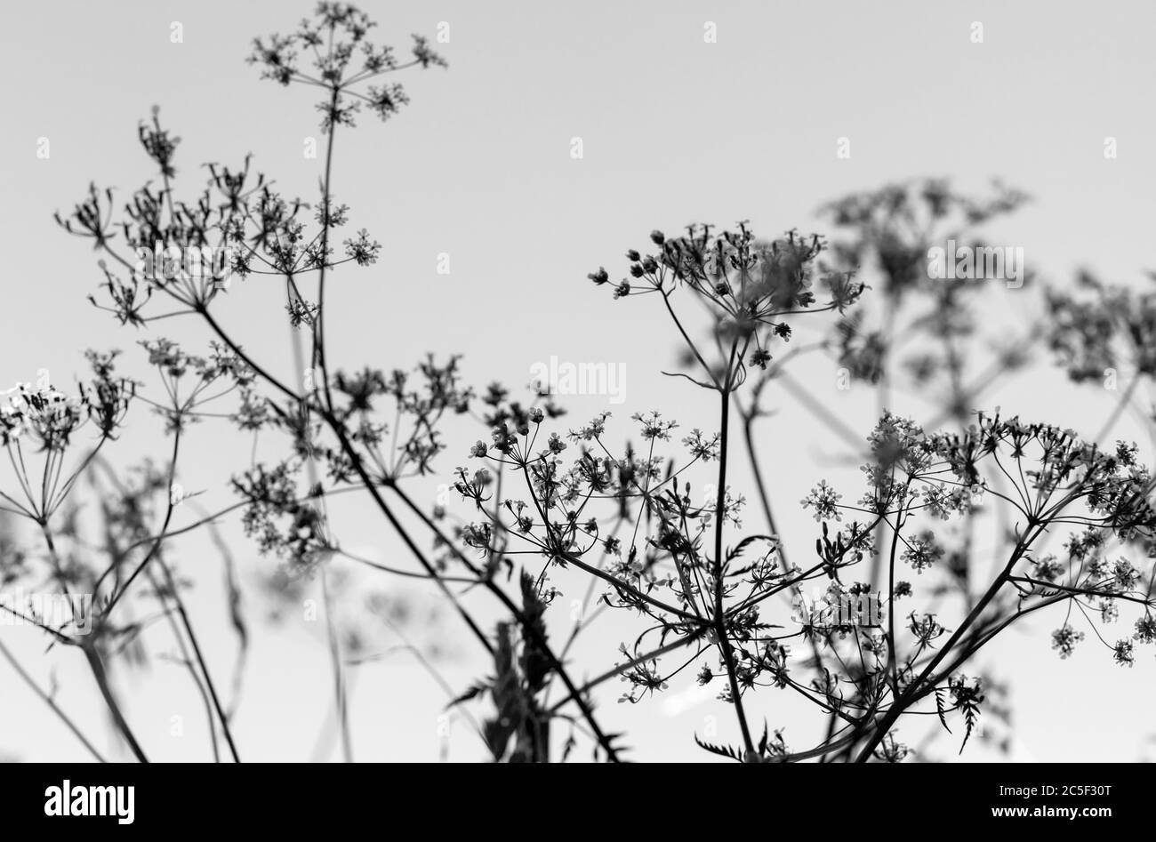 Silhouettes en herbe à parapluie, photo d'arrière-plan noir et blanc naturel abstrait avec mise au point douce sélective Banque D'Images