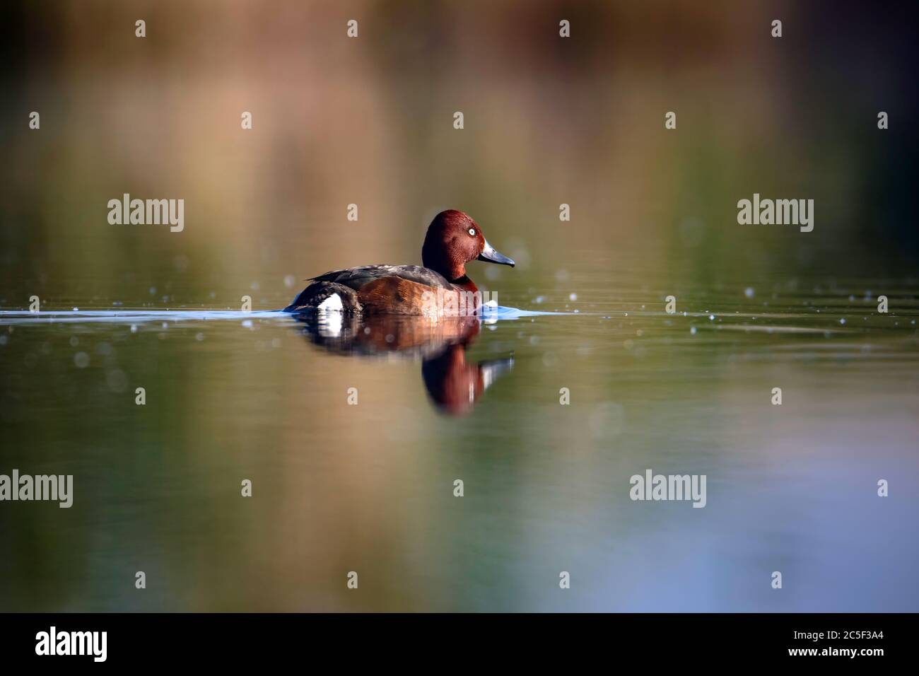 Canard nageant. Fond vert du lac. Oiseau : canard ferrugineux. Aythya nyroca. Banque D'Images