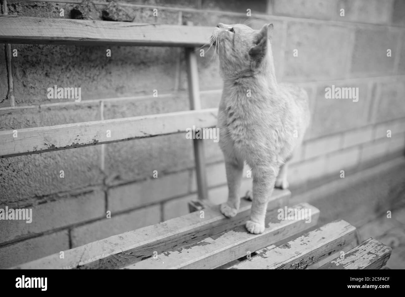 Chat curieux sur un vieux banc en bois près de la maison. Vue en perspective. Photo en noir et blanc. Banque D'Images