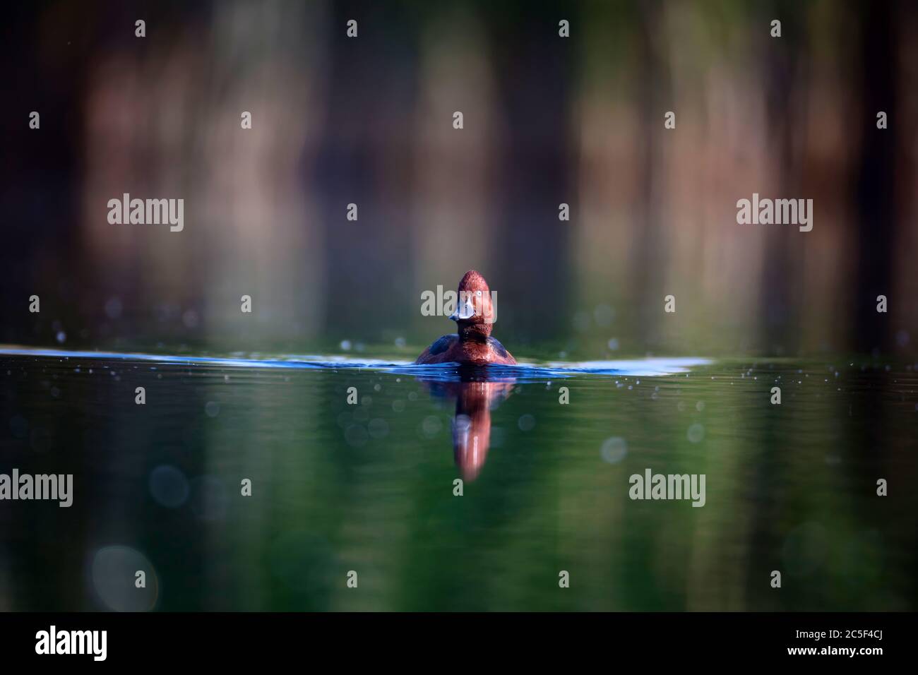 Canard nageant. Fond vert du lac. Oiseau : canard ferrugineux. Aythya nyroca. Banque D'Images