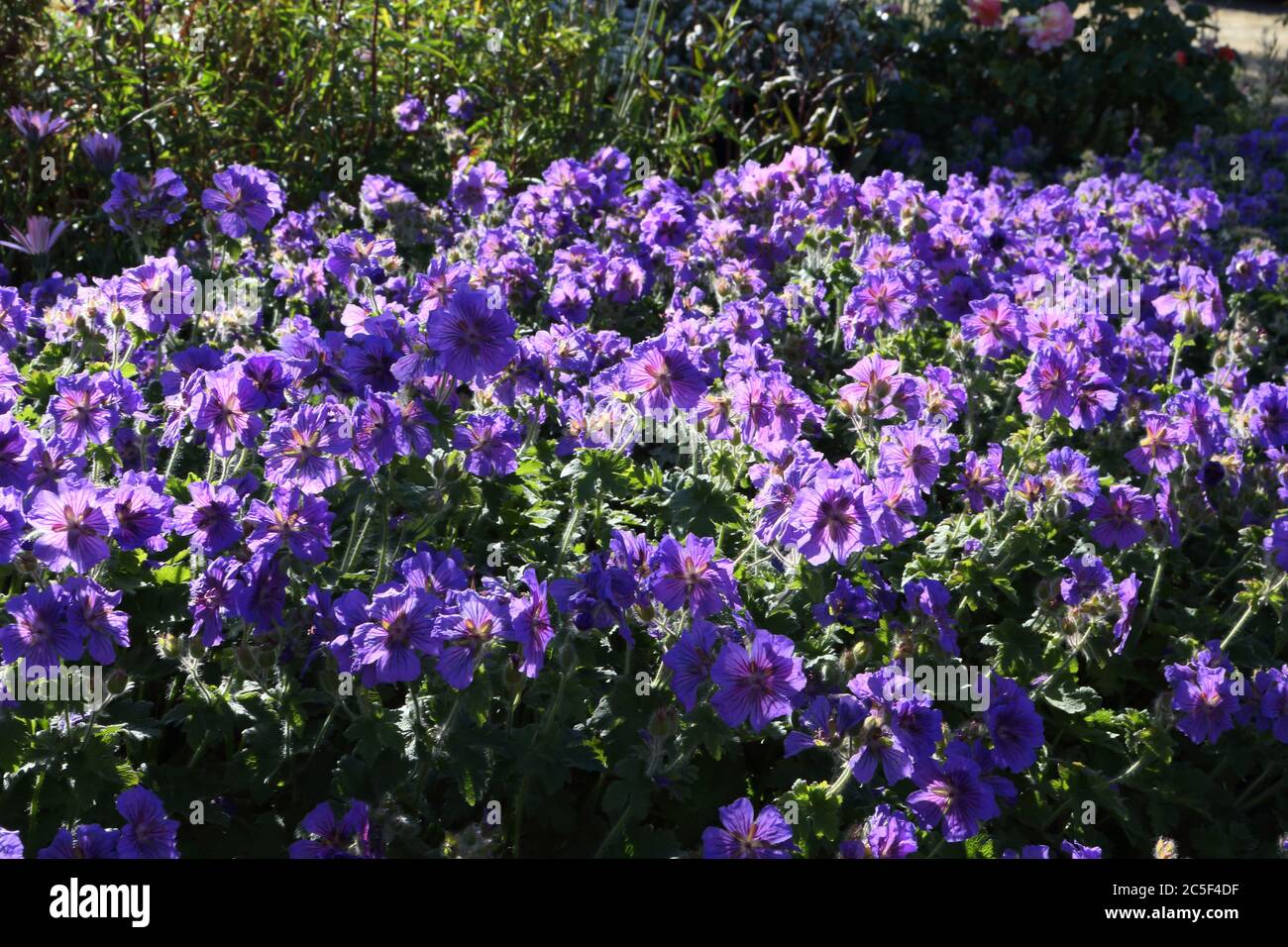 Lit de sol à fleurs bleues ouvert couvrant les géraniums Banque D'Images