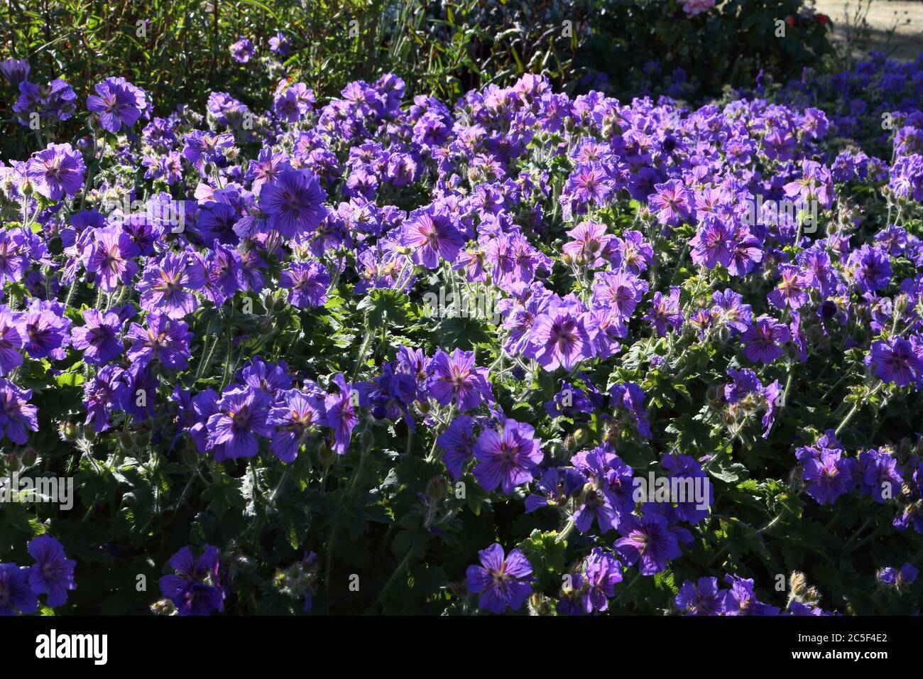 Lit de sol à fleurs bleues ouvert couvrant les géraniums Banque D'Images