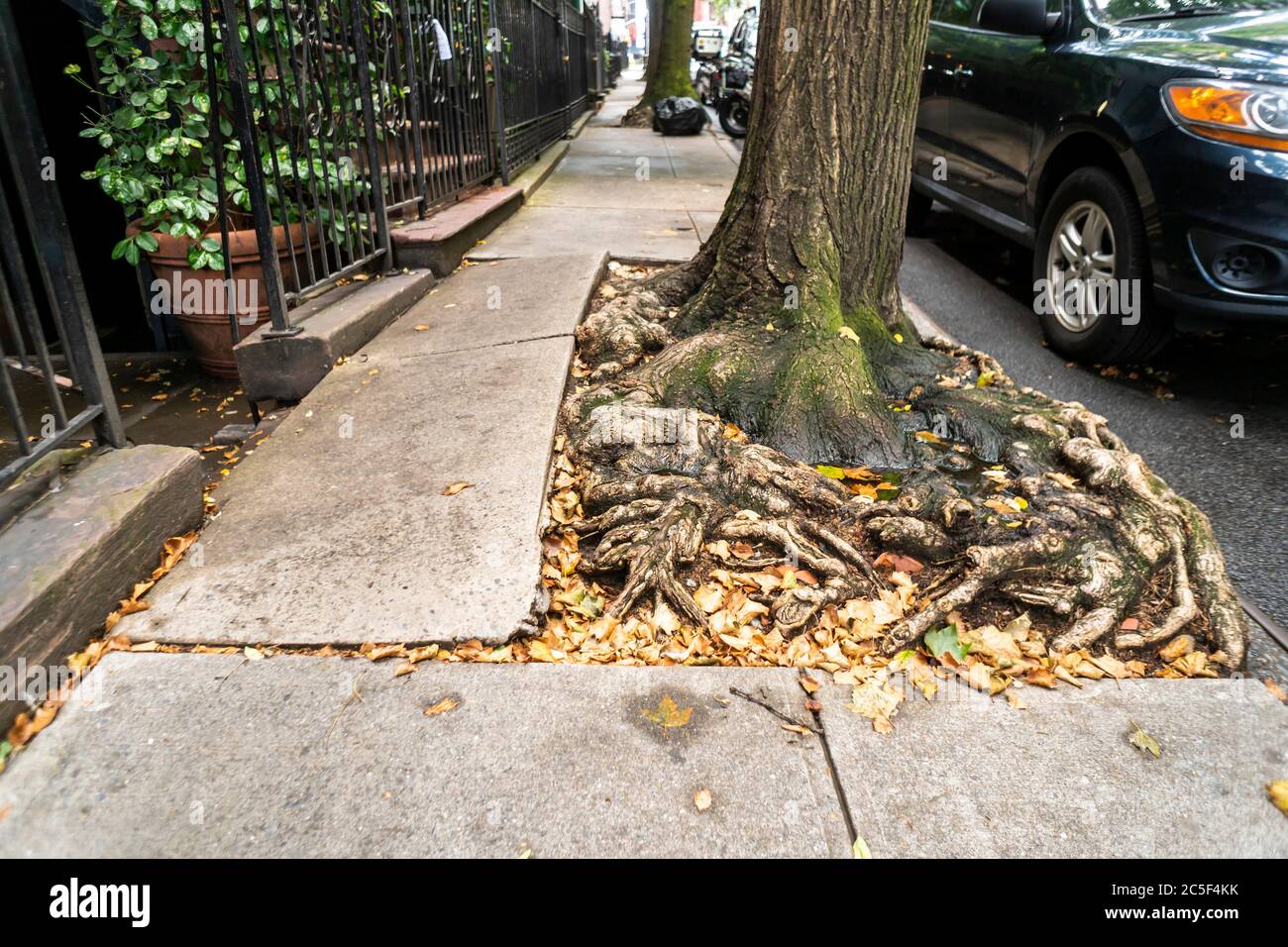 Racines d'arbres endommageant le trottoir dans le quartier de Gramercy Park à New York le mardi 30 juin 2020. (© Richard B. Levine) Banque D'Images