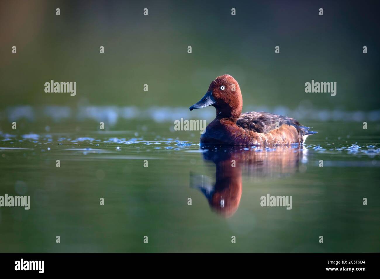 Canard nageant. Fond vert du lac. Oiseau : canard ferrugineux. Aythya nyroca. Banque D'Images