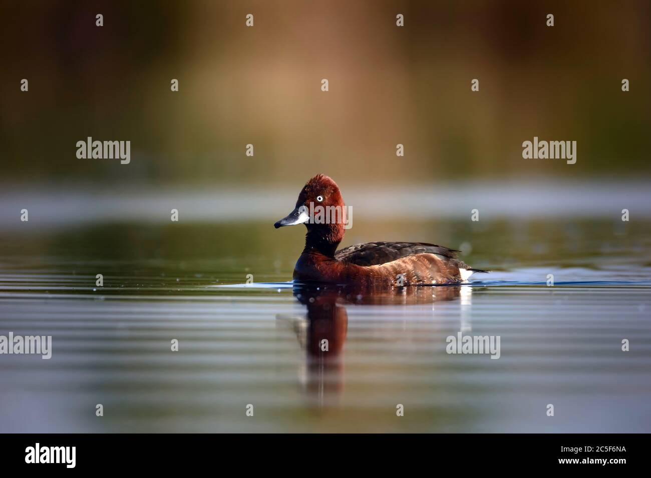 Canard nageant. Fond vert du lac. Oiseau : canard ferrugineux. Aythya nyroca. Banque D'Images