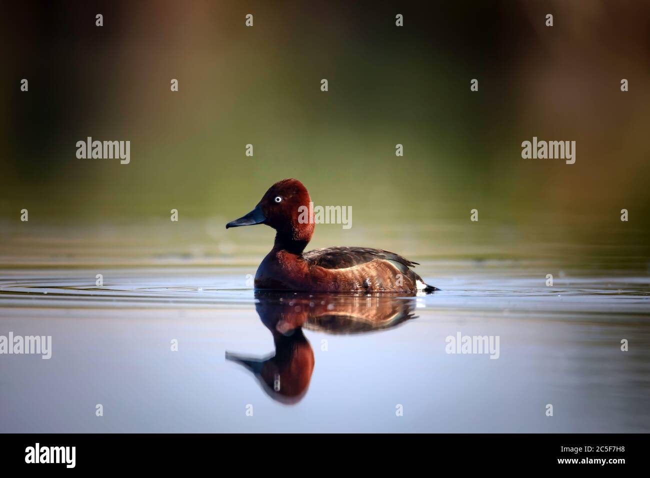 Canard nageant. Fond vert du lac. Oiseau : canard ferrugineux. Aythya nyroca. Banque D'Images