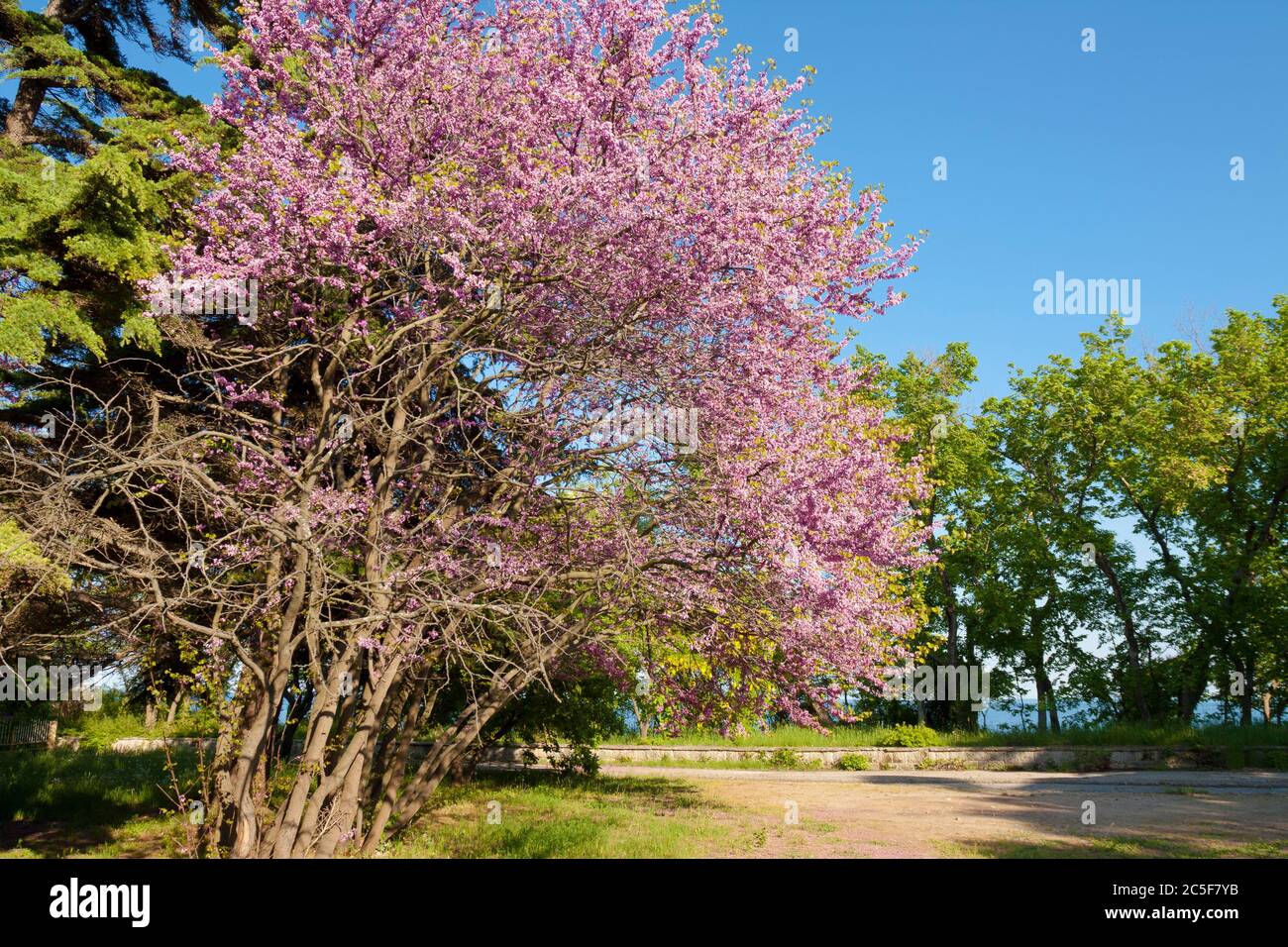 Cerdis en fleur (cerdis sililuastrum), station de Saints Constantine et Helena, Bulgarie. Banque D'Images