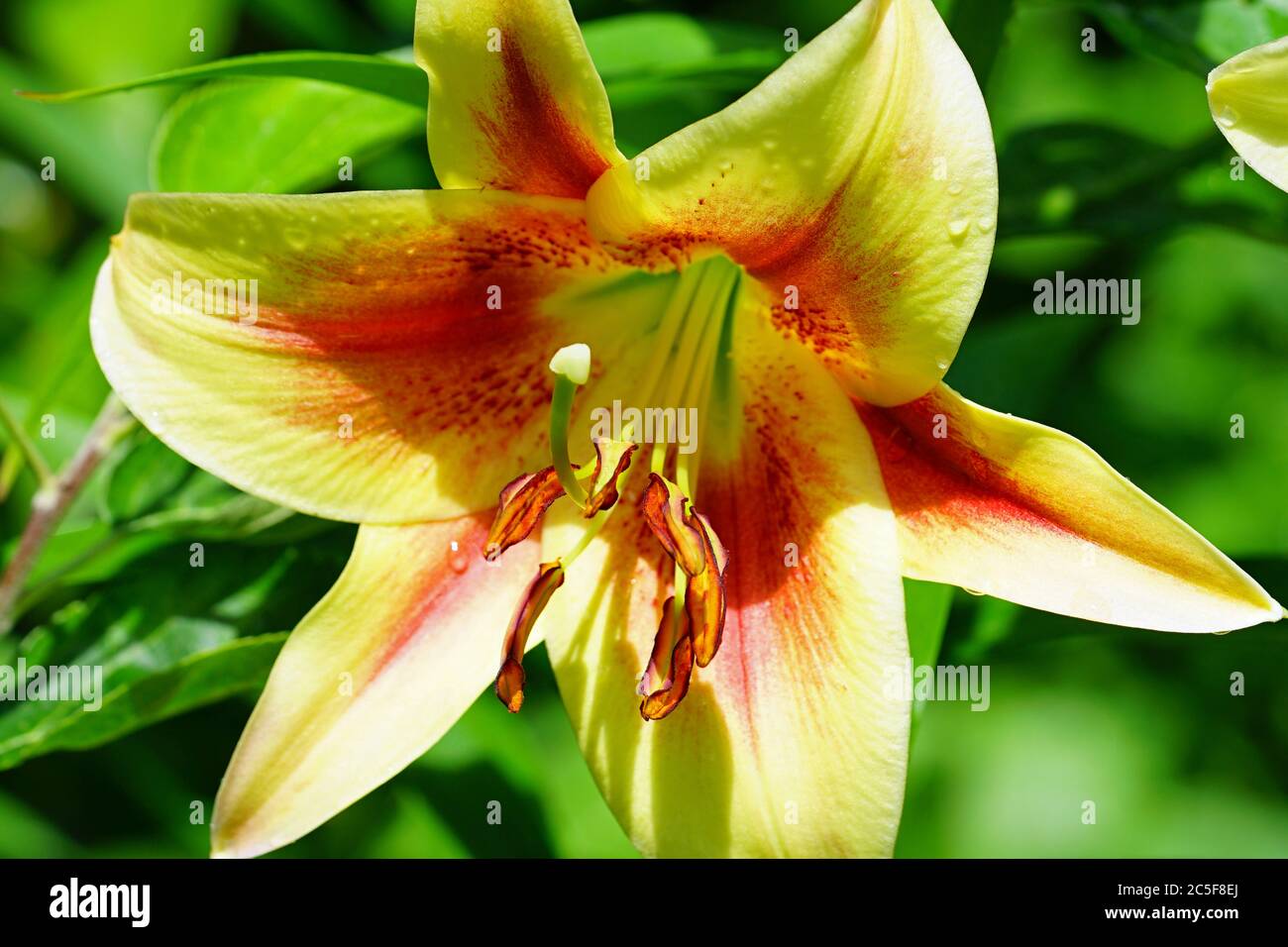 Fleur de nénuphars bicolore orange et jaune Banque D'Images