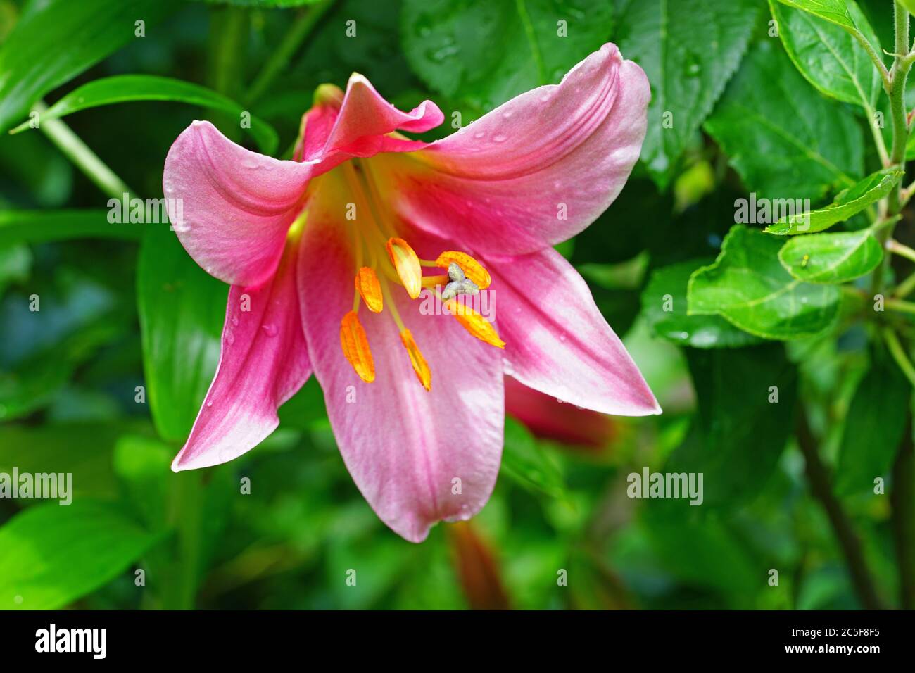 Fleur de nénuphars roses dans le jardin d'été Banque D'Images