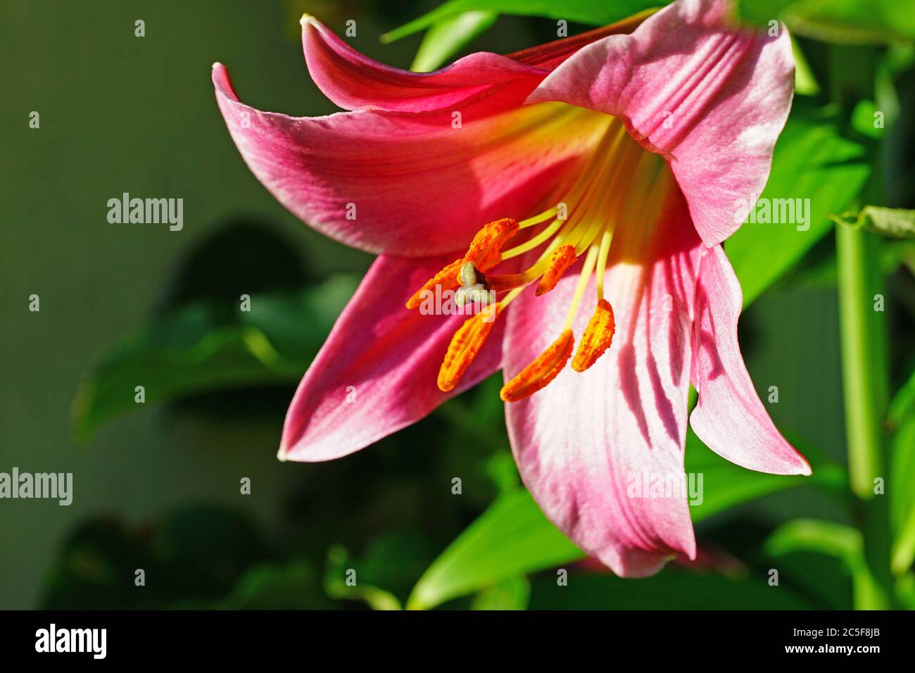 Fleur de nénuphars roses dans le jardin d'été Banque D'Images