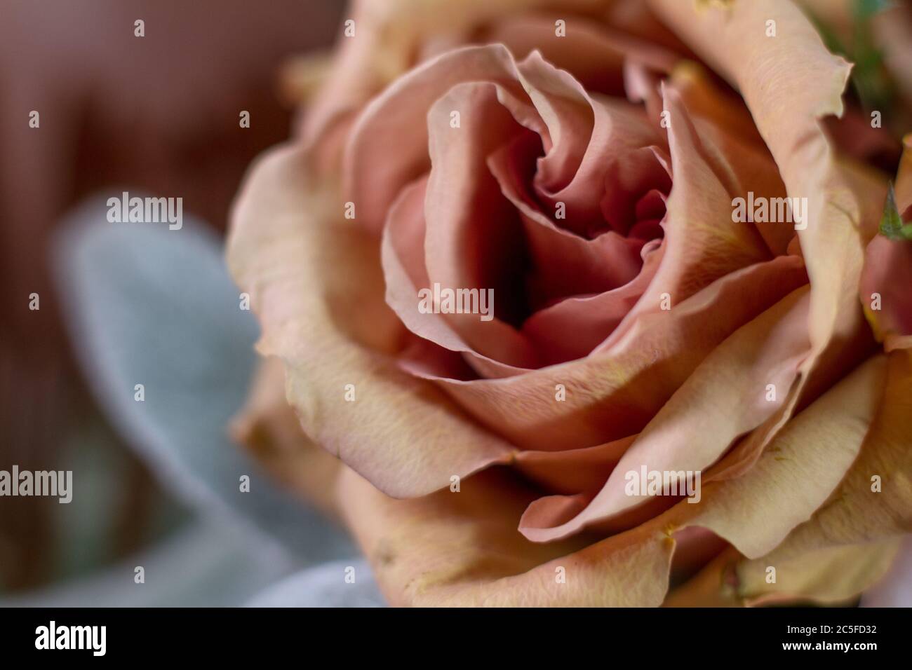 Gros plan sur Peach Colored Rose. Accent sur la rose couleur pêche. Pétales de rose non focalisés. Fond naturel. Banque D'Images