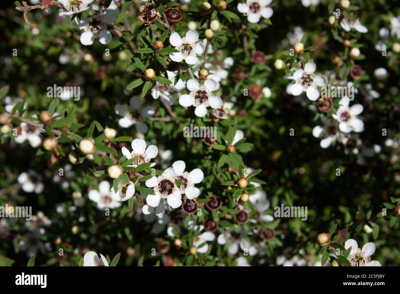 Fleurs sur l'arbre Manuka (Leptospermum scoparium) Banque D'Images