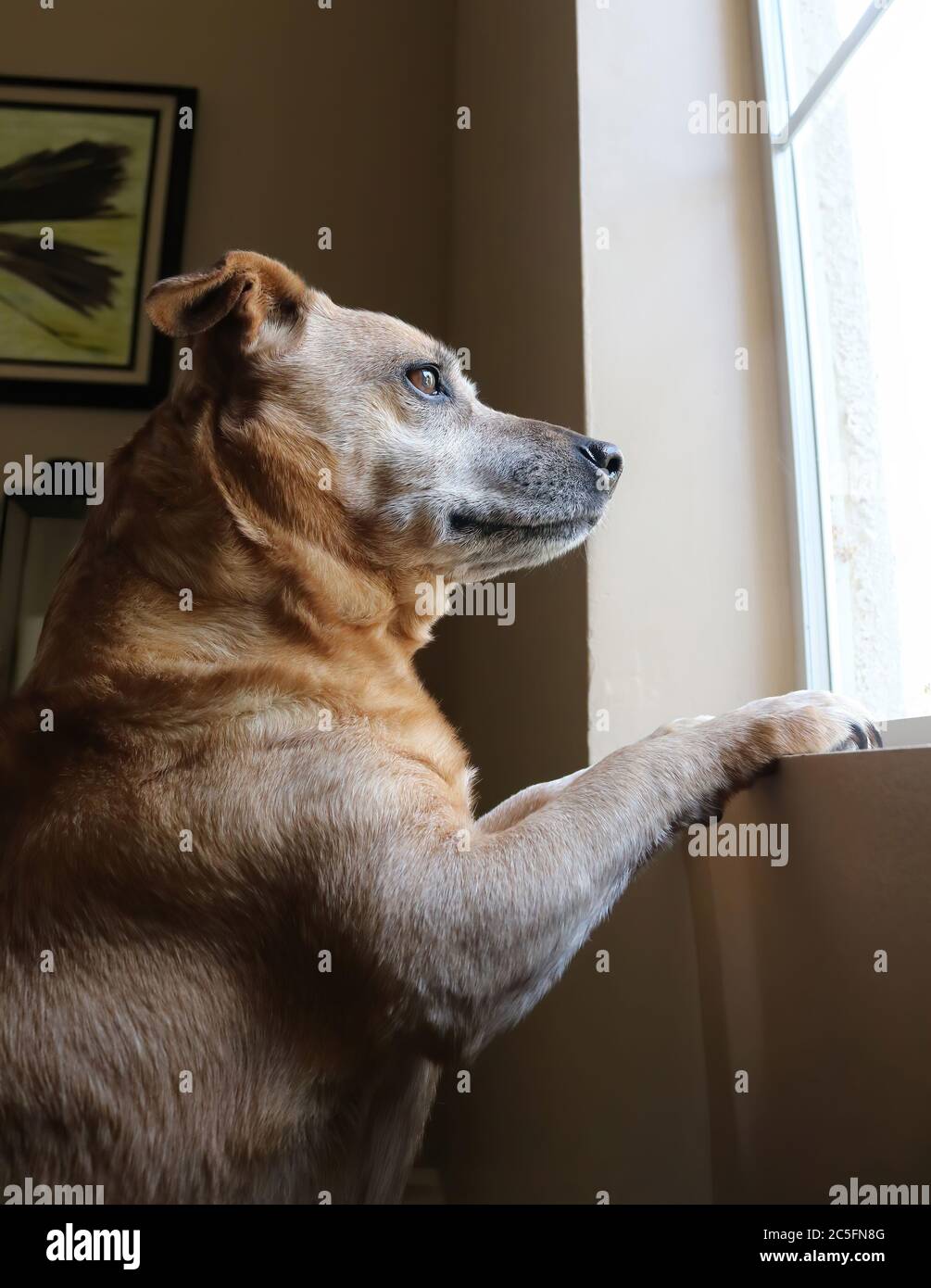 Chien sur les pattes arrière regarde la fenêtre avant avec lumière brillante sur le visage et les yeux furry et fourrure couleur cannelle. Banque D'Images