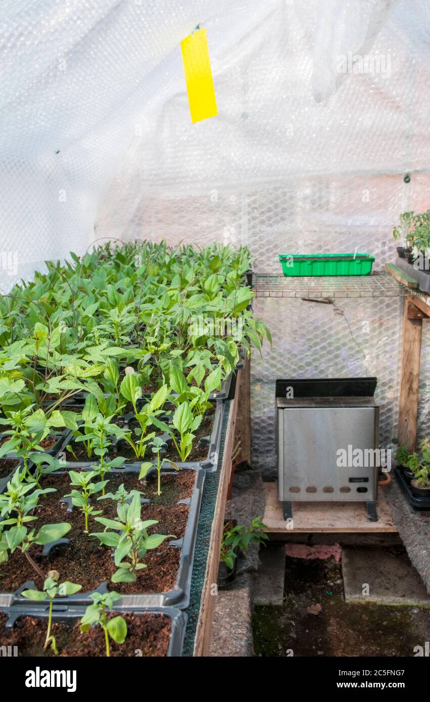 Jeunes plantes poussant en plastique 9 paquets sur le tapis capillaire sur la mise en scène dans la serre qui est isolée avec le film à bulles et aussi un chauffage de serre. Banque D'Images