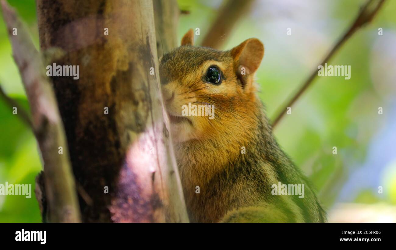 Chipmunk assis dans un pommier Banque D'Images