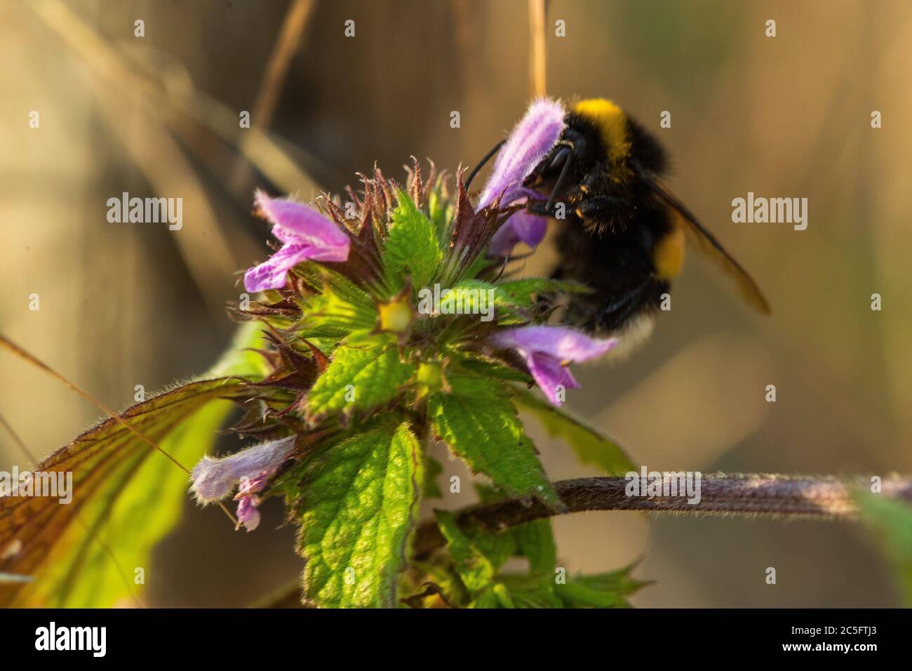 Gros plan Macro prise d'un bourdon volant sur des fleurs violettes et rassemblant un nectar honnête. Banque D'Images