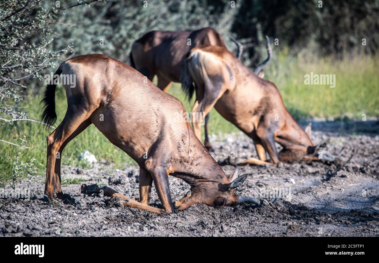 Hartebeest rouge (Alcelaphus buselaphus caama) dans le parc national d'Etosha, en Namibie Banque D'Images