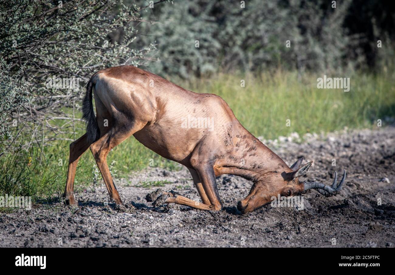 Hartebeest rouge (Alcelaphus buselaphus caama) dans le parc national d'Etosha, en Namibie Banque D'Images