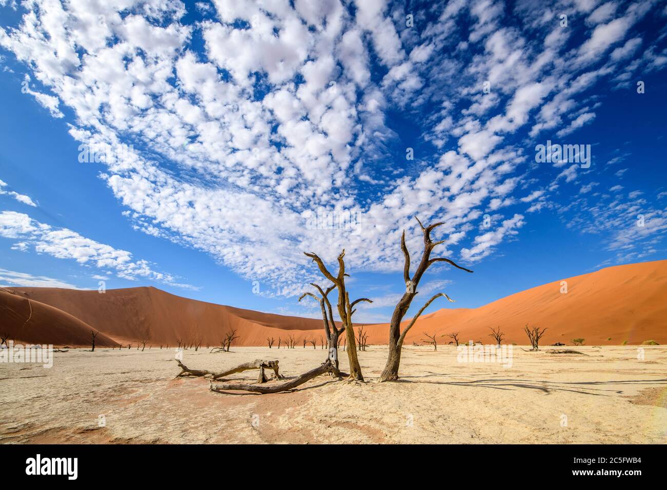 Deadvlei Pan, Sossusvlei , Parc national Namib-Naukluft , Namibie. Banque D'Images