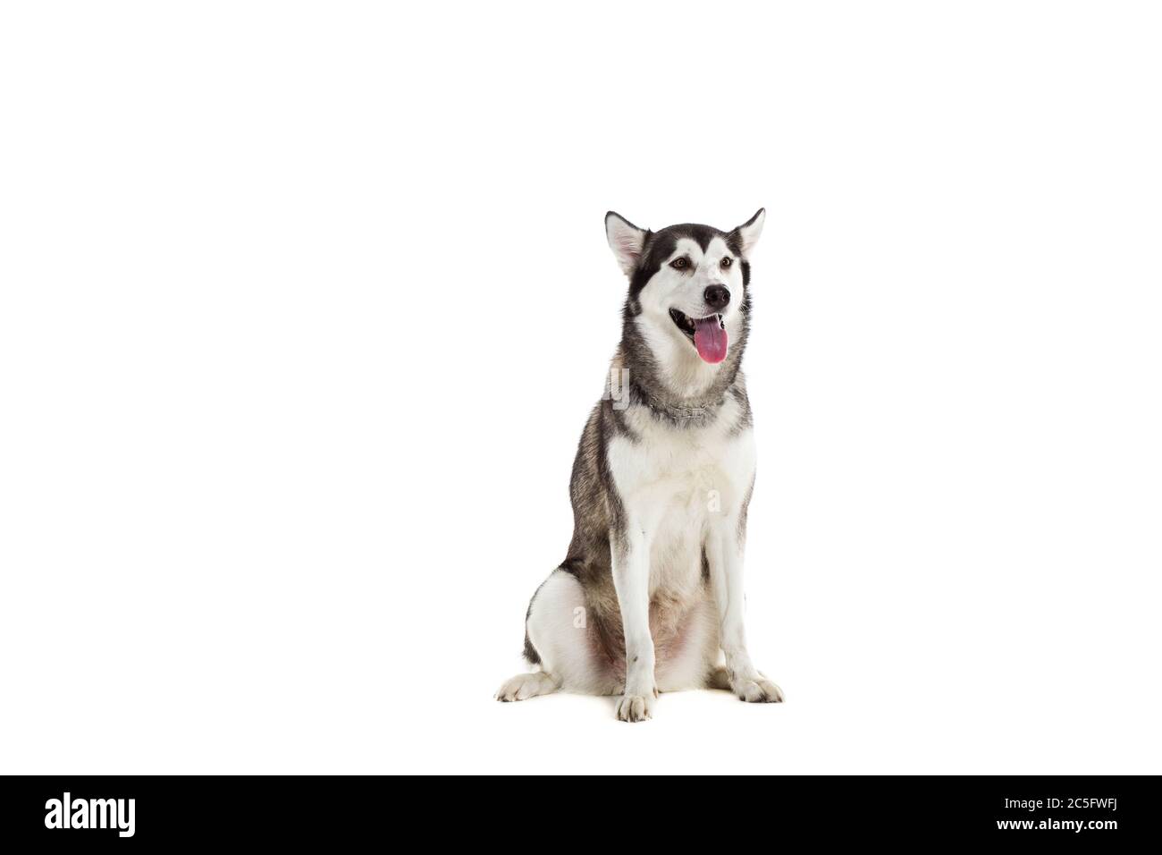 Malamute d'Alaska in front of white background Banque D'Images