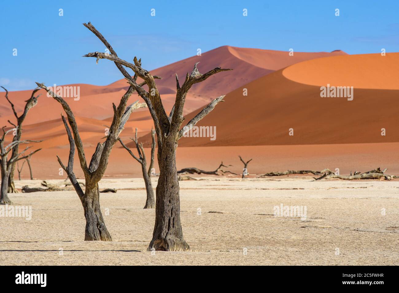 Arbres morts dans Deadvlei Pan, Sossusvlei , Namib-Naukluft National Park , Namibie. Banque D'Images