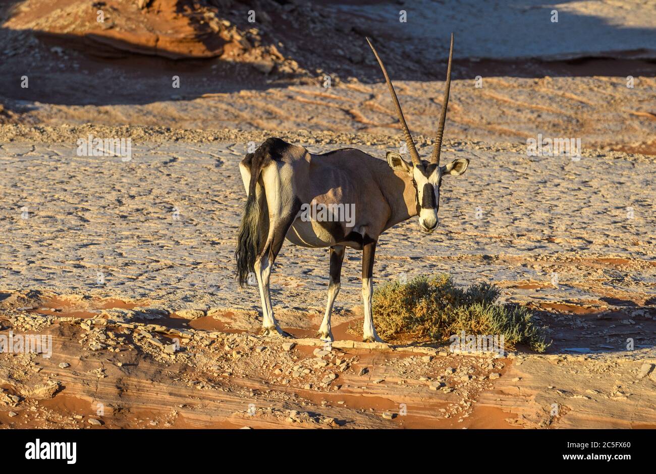 Beisa Oryx dans Sossusvlei , Parc National Namib-Naukluft , Namibie. Banque D'Images