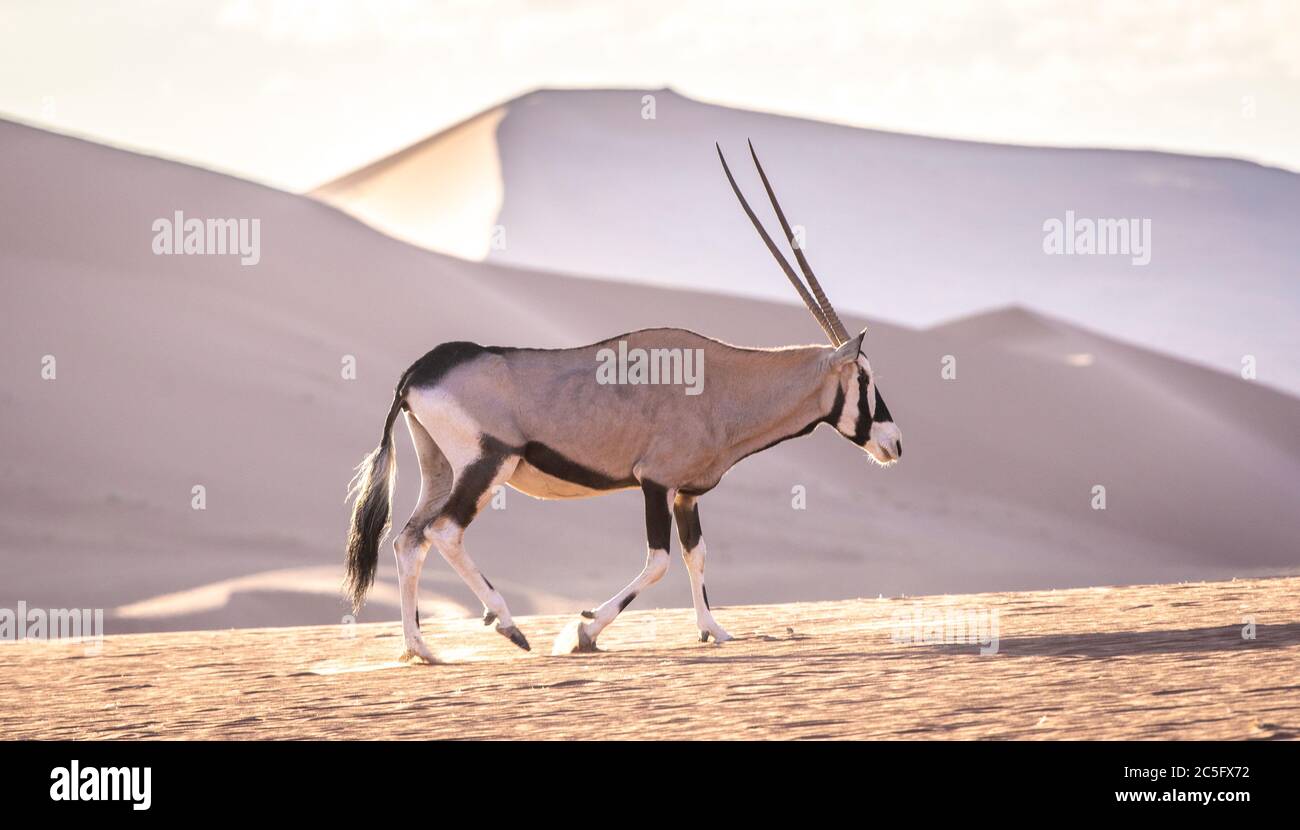 Beisa Oryx dans Sossusvlei , Parc National Namib-Naukluft , Namibie. Banque D'Images