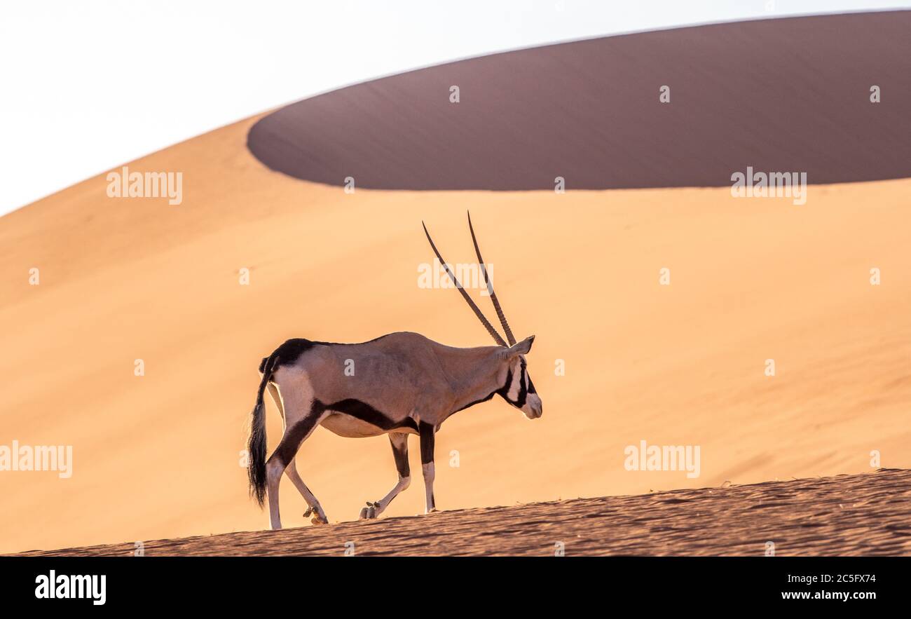 Beisa Oryx à Sossusvlei, parc national Namib-Naukluft, Namibie. Banque D'Images