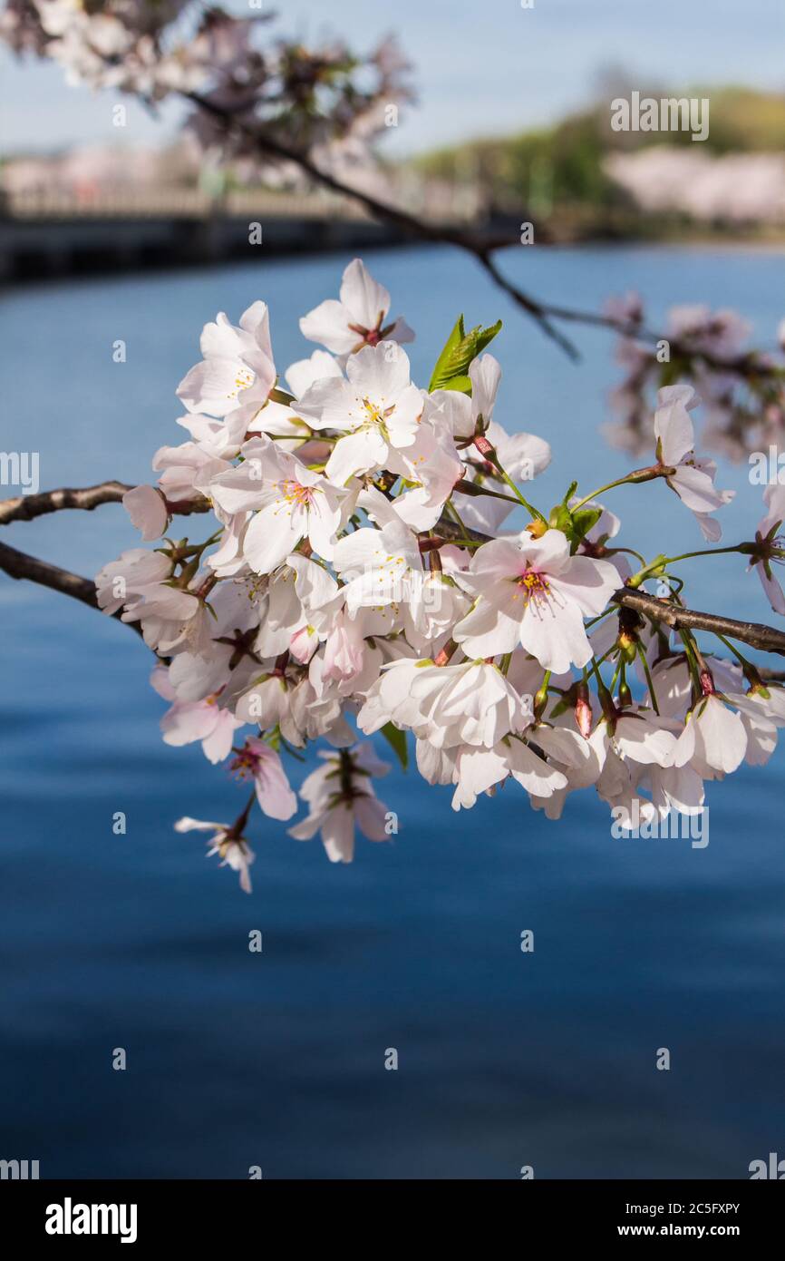 Grappe de cerisiers en fleurs blancs / sakura / Prunus serrulata avec des eaux bleu profond du bassin de Tidal en arrière-plan, Washington, D.C., États-Unis Banque D'Images